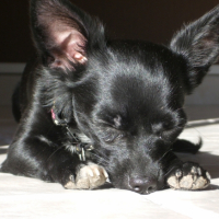 Photo #228585 de Elya