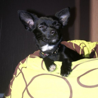 Photo #228586 de Elya