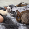 Dutsy et le lapin nain