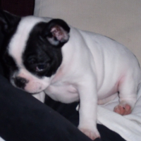 Photo #228628 de Dixon