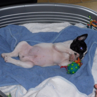 Photo #228629 de Dixon