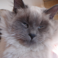 Photo #228634 de Bamboo
