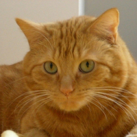 Photo #228662 de Garfield