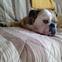 Photo #228667 de Myrtille