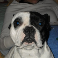 Photo #228683 de Corrado