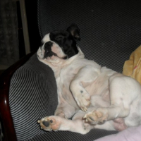 Photo #228684 de Corrado
