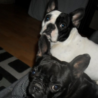 Photo #228687 de Lila
