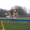 era agility