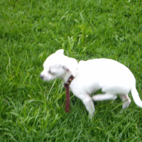 Photo #228746 de Elfi