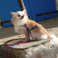 Photo #228754 de Cymba