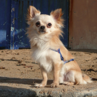 Photo #228755 de Cymba