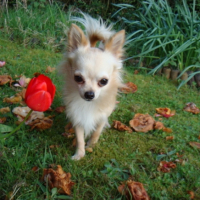 Photo #228760 de Cymba