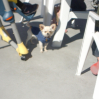 Photo #228761 de Dilli