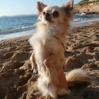 Photo #228763 de Cymba