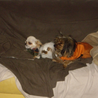 Photo #228774 de Dilli