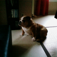 Photo #228775 de Sam