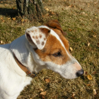 Photo #228832 de Popeye