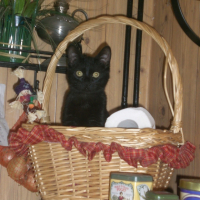 Photo #228849 de Minouchat