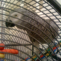 Photo #228852 de Coco