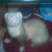 Photo #228853 de Touky