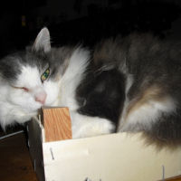 Photo #228854 de Rosalie