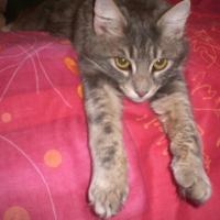 Photo #228858 de Perle