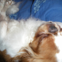 Photo #228914 de Snopy