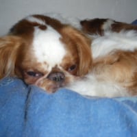 Photo #228916 de Snopy