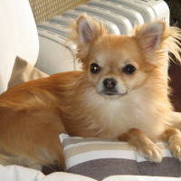 Photo #228918 de Cisko