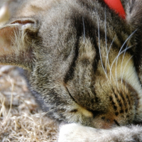 Photo #228919 de Coco