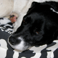 Photo #228943 de Chichi