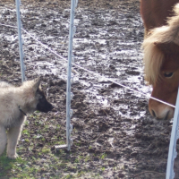 Photo #228948 de Volfy