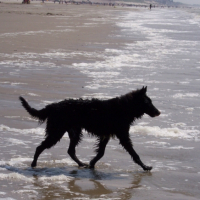 Photo #228951 de Viirus