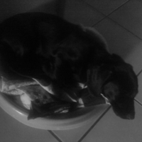 Photo #228989 de Chance