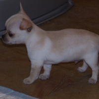 Photo #228993 de Fendi