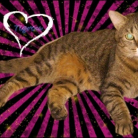Photo #229000 de Tigrou
