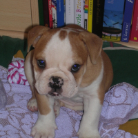Photo #229017 de Aya