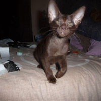 Photo #229019 de Ezeckiel