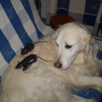 Photo #229022 de Inuit
