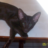 Photo #229023 de Ezeckiel