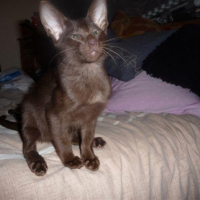 Photo #229028 de Ezeckiel
