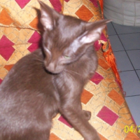 Photo #229032 de Ezeckiel