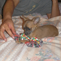 Photo #229067 de Cajoline