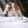 Snow Hunter