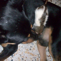 Photo #229073 de Kumak
