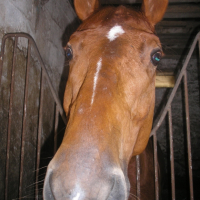 Photo #229083 de Longchamp
