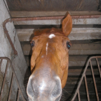 Photo #229085 de Longchamp