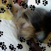 Photo #229092 de Calice