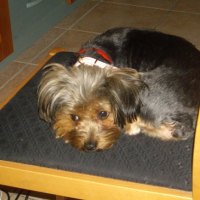 Photo #229094 de Calice
