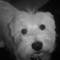 Photo #229096 de Boby